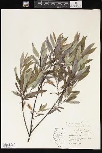 Salix petiolaris image