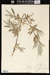 Salix sericea image