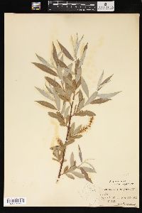 Salix sericea image