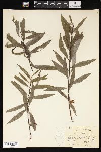 Salix sericea image