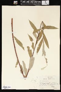 Salix sericea image