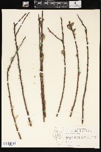 Salix sericea image