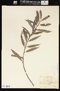 Salix sericea image