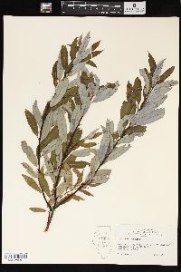 Salix sericea image