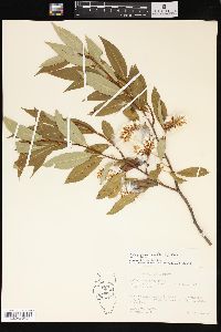 Salix serissima image