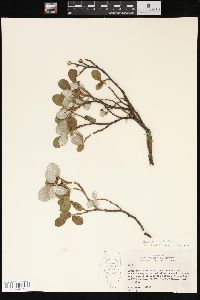 Salix vestita image