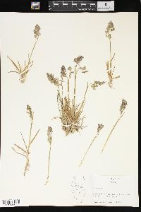 Poa alpina image