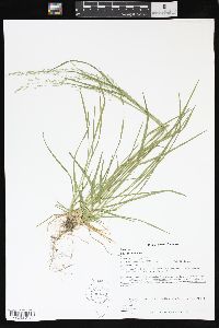 Poa alsodes image