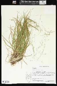 Poa alsodes image