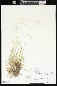 Poa alsodes image