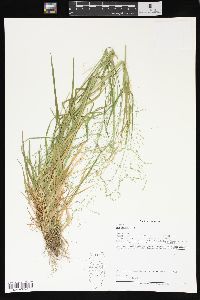 Poa alsodes image