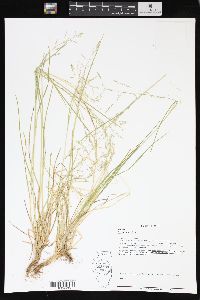 Poa alsodes image