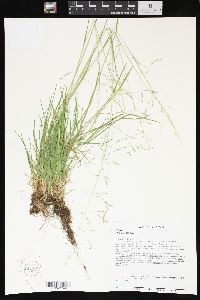 Poa alsodes image