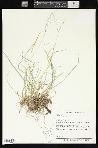 Poa alsodes image