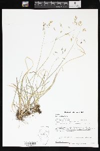 Poa cuspidata image