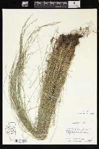 Poa nemoralis image