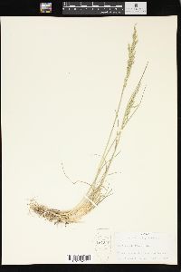 Poa secunda var. scabrella image