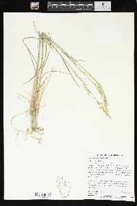 Poa secunda subsp. secunda image