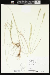 Poa secunda subsp. secunda image