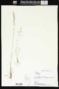 Poa secunda subsp. secunda image