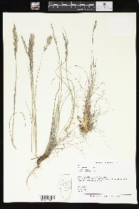 Poa secunda subsp. secunda image