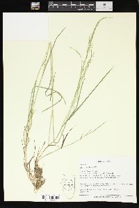 Poa sylvestris image