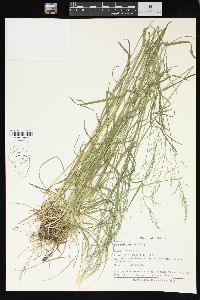 Poa sylvestris image