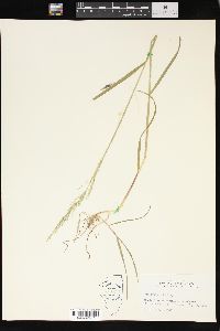 Poa sylvestris image