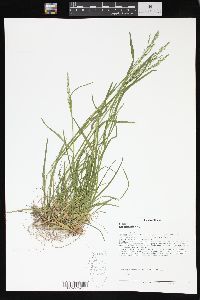 Poa sylvestris image