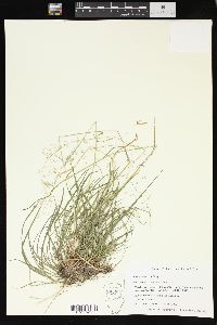 Poa sylvestris image