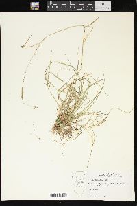 Poa sylvestris image