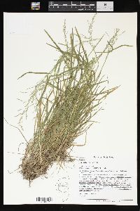 Poa sylvestris image