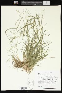 Poa sylvestris image