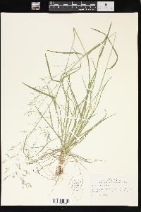 Poa sylvestris image