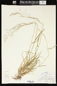 Poa sylvestris image