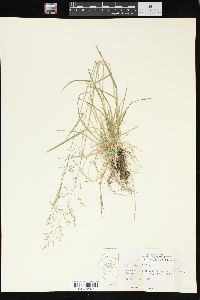 Poa sylvestris image