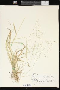 Poa sylvestris image