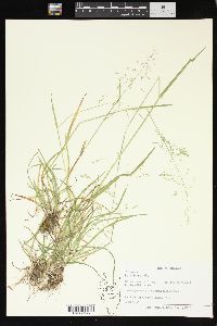 Poa sylvestris image