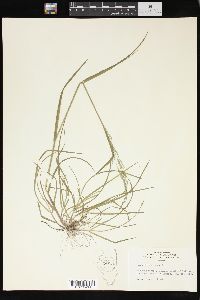 Poa sylvestris image