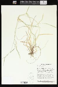 Poa sylvestris image