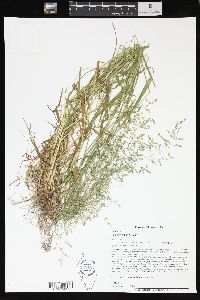 Poa sylvestris image