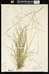 Poa sylvestris image