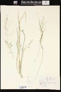 Poa sylvestris image