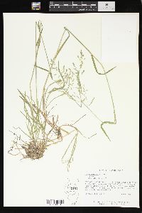 Poa sylvestris image