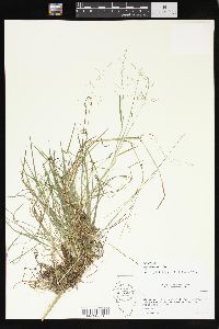 Poa sylvestris image