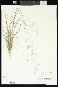 Poa sylvestris image