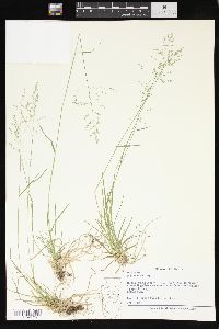 Poa sylvestris image