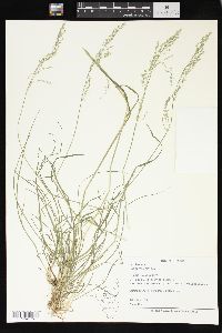 Poa sylvestris image