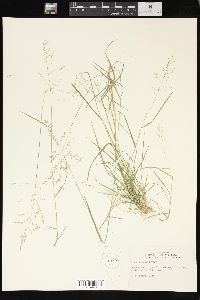 Poa sylvestris image