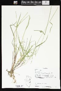 Poa sylvestris image